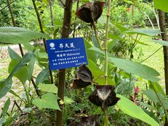 -中国科学院西双版纳热带植物园