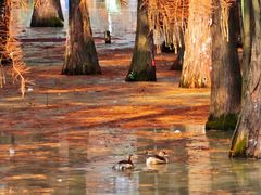 -白鹭湾湿地公园