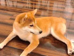 -豆柴町-柴犬主题狗咖(红鼎国际C座店)