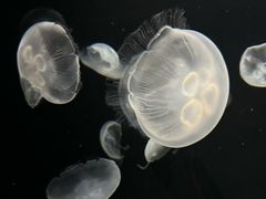 -大阪海游馆