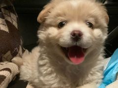 -重庆袁老四火锅(武进万达店)