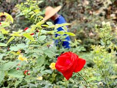 -人民公园(罗湖区)