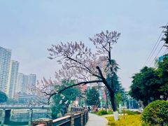 -成都市活水公园