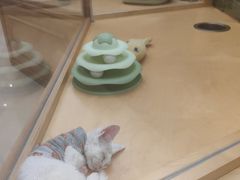 -帕帕拉兹宠物(亚洲旗舰店)