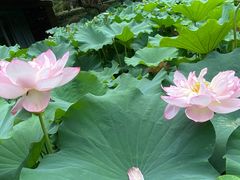 -陈家山荷花公园
