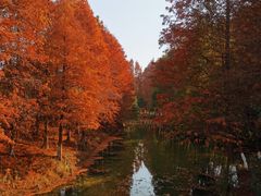 -八大山人梅湖景区