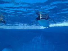 -海合安成都极地海洋公园