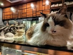 -咖法森林·咖啡  酒吧(天河店)