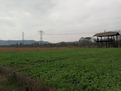 -长田漾湿地公园