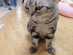 -猫和宫(六道口店)