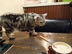 -猫友咖啡店(玉林西路店)