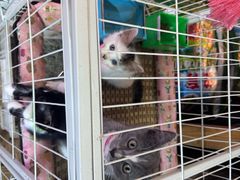 -双季花艺园艺市场(浦东店)