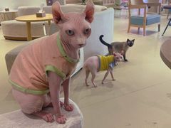 -藏猫猫咖啡主题馆(中央大道店)
