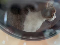 -艾吉宠物医院·疑难杂症转诊中心·猫友好(碧江路院)