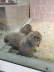 -Moni星球萌宠·小马宝莉·灵蛇·高端高阶全萌宠互动体验俱乐部(红豆国际广场店)