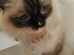 -共舞时光猫咖·狗咖(新街口店)