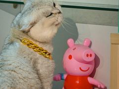 -绒爪撸猫下午茶·猫咖