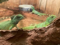 -上海大自然野生昆虫馆(东方明珠·爬宠昆虫探索中心)