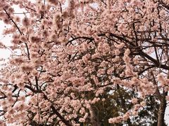 -桃花堤公园