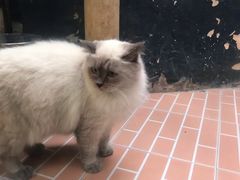 -猫咪博物馆(顶澳仔猫街店)