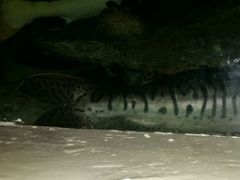 -东方巨龟苑景区