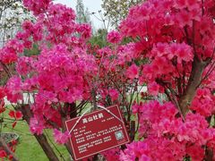 -合肥滨湖国家森林公园