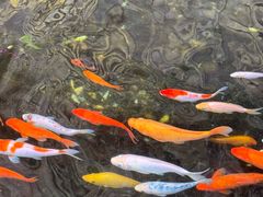 -西双版纳原始森林公园