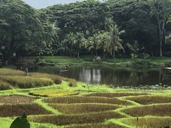 景观位-四季酒店下午茶