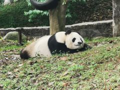-都江堰中华大熊猫苑