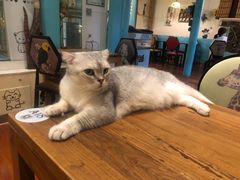 -猫小院猫主题咖啡厅(北锣店)