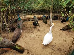 -西霞口神雕山野生动物世界