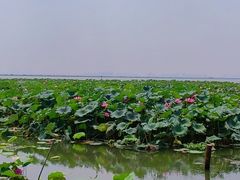 -渔娘蟹庄(阳澄湖莲花岛店)