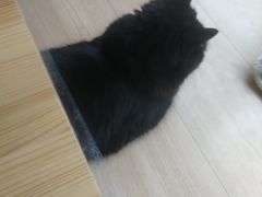 -MOYOYO猫咪咖啡店