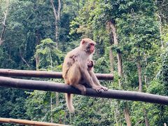 -西双版纳原始森林公园