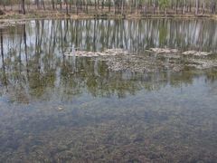 -微山湖红荷湿地景区