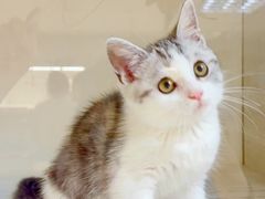 -lincat·猫舍(广州店)