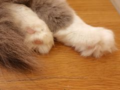 -滚猫咖啡·猫咖·猫友好撸猫(未来城店)