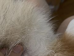 -PETKIT小佩宠物(昭化店)