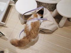 -momokira米努特·德文卷毛猫·棉花面纱犬