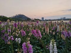 -顺峰山公园