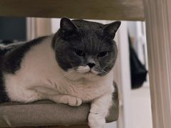 -宠物星动物医院·眼科·异宠·猫科(江南大道总院)