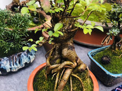 -万商花鸟市场