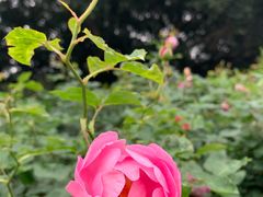 -人民公园(罗湖区)