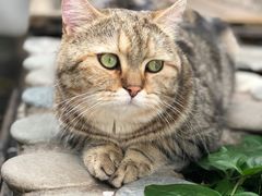 -喵屿·大理花园猫咖