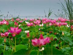 -滕州微山湖红荷湿地景区