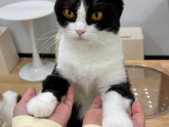 -有喵·猫咖·狗咖·40+猫狗有小奶狗(岗厦店)