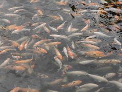 -长春市南湖公园