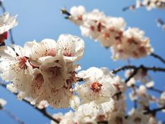 -高东镇樱花园