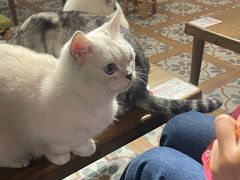 -猫猫幼稚园·撸猫·桌游·电玩