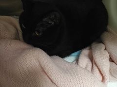 -艾贝尔宠物医院·24H转诊中心·肿瘤猫专科(江宁双龙店)